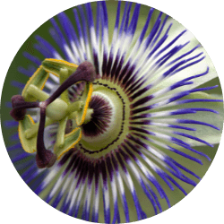 A close-up image of a vibrant, blooming passionflower, illustrating one of the key botanical ingredients used in Revvl Sleep to enhance relaxation and improve sleep quality.