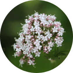 Image of a lush Valerian plant, underlining the source of valerian root, a principal natural ingredient in Revvl Sleep known for promoting restful sleep and tranquility.